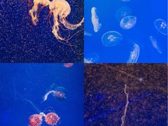 -海合安武汉极地海洋公园