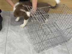 -pd派德宠物中心医院24H急重症·眼科中心·血液透析中心(嵩山北路店)