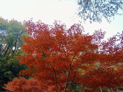 -岳麓山风景名胜区