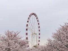 -顾村公园