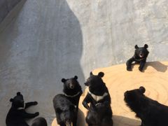 -东方熊牧场