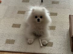 -多乐狗狗宠物训练工作室
