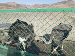 -新疆天山野生动物园