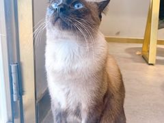 -飞行喵MR PILOT|猫舍·猫咖(静安大融城店)