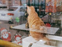 -半岛宠物医院24小时(科华中路店)