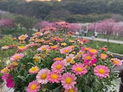 -苏州上方山国家森林公园