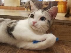 -袖虎·猫馆(体育西路店)