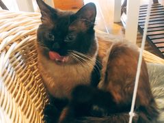 -Cappucimeow猫咪咖啡馆(韦伯时代店)