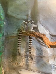 -Zoolung Zoolung动物主题公园(海信广场店)