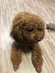 -JERRY日式美甲美睫纹绣工坊