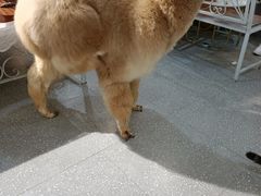 -共舞时光猫咖·狗咖(新街口店)