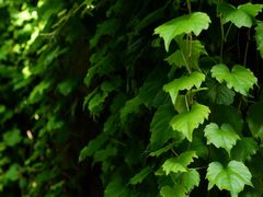 -天津盘山风景名胜区