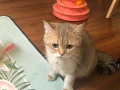 -Meowの猫咖(万家丽店)