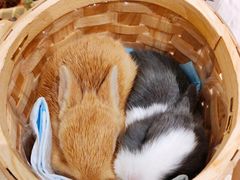 -大象厨房(重庆道店)