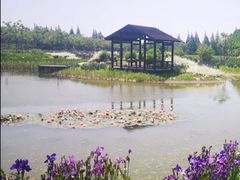 -上海长兴岛郊野公园