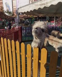 -萌宠亲子动物乐园(槐房万达店)