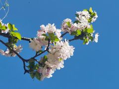-海棠花溪(元大都城垣遗址公园)
