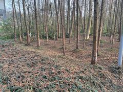 -桤木河湿地公园