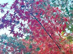 -静安公园(静安寺街道)
