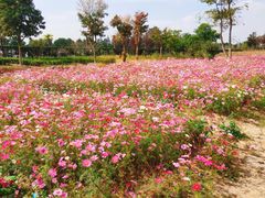 -歌斐颂巧克力小镇