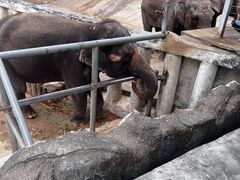 -深圳野生动物园