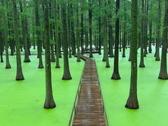 -渌洋湖湿地公园