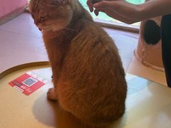 -藏猫猫咖啡主题馆(中央大道店)