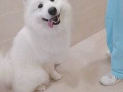 -艾贝尔宠物医院·狂犬免疫点(江山金象城店)