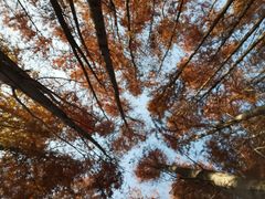 -上海海湾国家森林公园