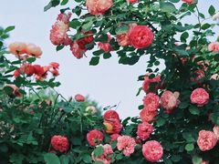 -国家植物园