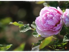 -仙合盛东北铁锅炖(总店)
