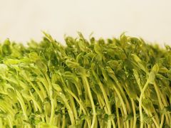 活体豆苗-左庭右院鲜牛肉火锅(百联临港店)