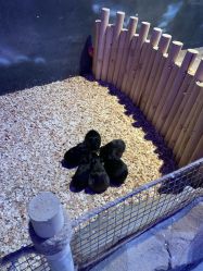 -酷嗒动物文化乐园(cutezoo西溪乐天城店)