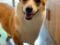 -PETKIT 小佩宠物·低压洗护·美容·寄养(安远店)