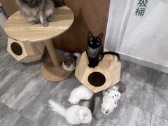 -楼上猫咖(罗湖店)
