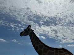 -大青山野生动物园