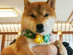 -豆柴町-柴犬主题狗咖(红鼎国际C座店)