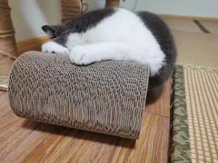 -猫音日语留学培训