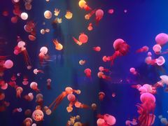 -成都浩海立方海洋公园