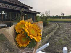 -杭州湾海上花田景区