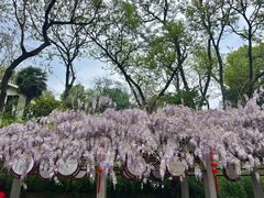 -南京古林公园