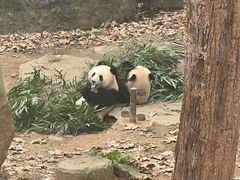 -中国大熊猫保护研究中心雅安碧峰峡基地