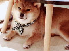 -逗柴咖啡屋·狗咖猫咖宠物桌游