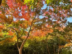 -秋霞圃