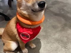 -more than meow吴止猫主题餐厅(承德 中船汇店)