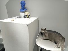 -米宠家·撸猫猫咖小萌宠·猫咪洗澡·猫咪寄养(高新大都荟店)