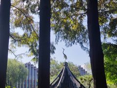 -上海醉白池公园
