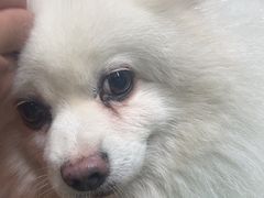 -酷狗靓猫宠物·洗护·美容·寄养(航北路店)