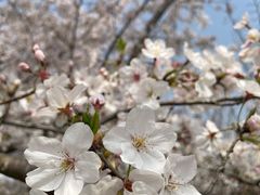 -高东镇樱花园