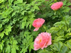 -洛阳市隋唐城遗址植物园